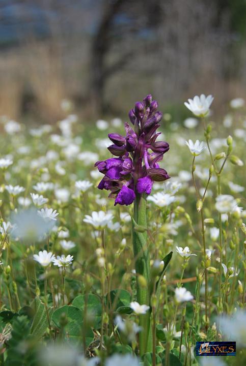 orchis   morio.JPG